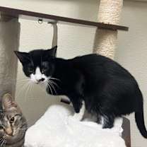 Thumbnail photo of Smudge #2