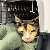 Thumbnail photo of Princess Peach #1