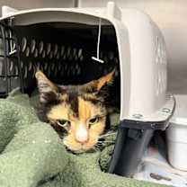 Thumbnail photo of Princess Peach #2