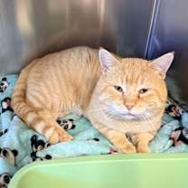 Thumbnail photo of Garfield #1