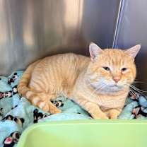 Thumbnail photo of Garfield #2