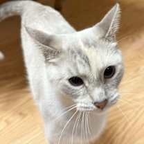 Thumbnail photo of Siren #2