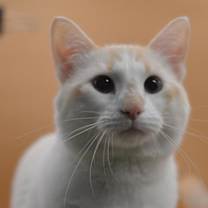 Thumbnail photo of Pluto #2