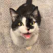 Thumbnail photo of Siaja #1