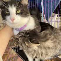 Thumbnail photo of Bow #2