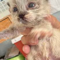 Thumbnail photo of Sorrel (Bonded with Ember) #4