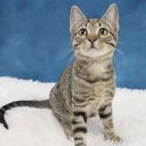 Thumbnail photo of Roz #1