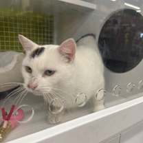 Thumbnail photo of Reano #1