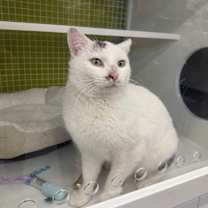 Thumbnail photo of Reano #2