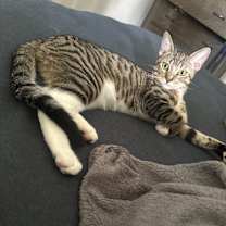 Thumbnail photo of Pauly #2