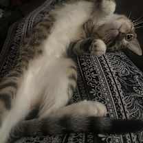 Thumbnail photo of Pauly #3