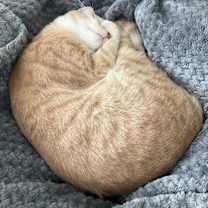 Thumbnail photo of Oliver (free) #1