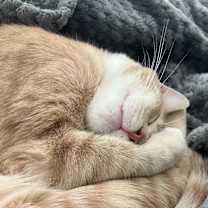 Thumbnail photo of Oliver (free) #2