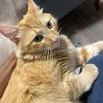 Thumbnail photo of Gilbert (Gibby) #3