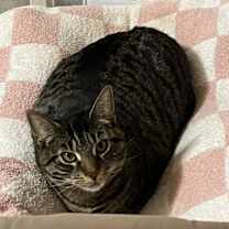 Thumbnail photo of Sissy #1