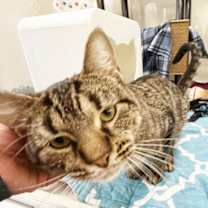 Thumbnail photo of Jack Frost #3