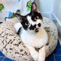 Thumbnail photo of Chloe #1