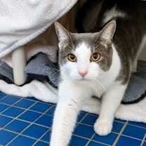 Thumbnail photo of Leo #1