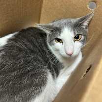 Thumbnail photo of Leo #3