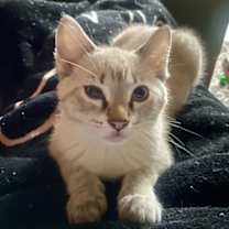 Thumbnail photo of Opal #2