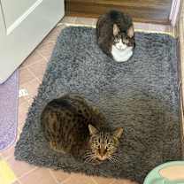 Thumbnail photo of Sadie Heidi #2