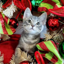 Thumbnail photo of Trombone #3