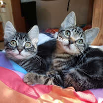 Thumbnail photo of Tuba #2