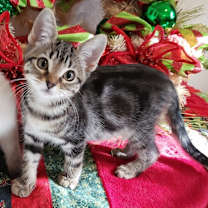 Thumbnail photo of Tuba #3