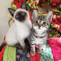 Thumbnail photo of Tuba #4