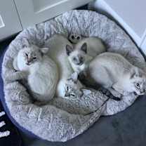 Thumbnail photo of Boston #2