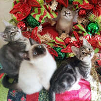 Thumbnail photo of French Horn #4