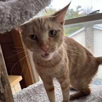 Thumbnail photo of Buttercup #4