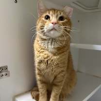 Thumbnail photo of Dino #1