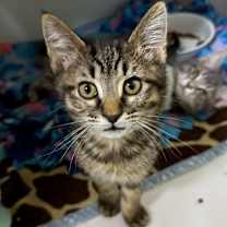 Thumbnail photo of Leela #1