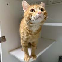 Thumbnail photo of Dino #2