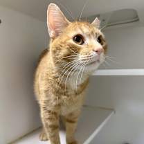 Thumbnail photo of Dino #3