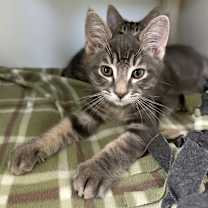 Thumbnail photo of Fry #3