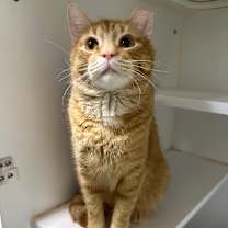 Thumbnail photo of Dino #4