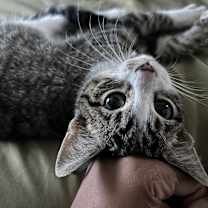 Thumbnail photo of Thunder #2