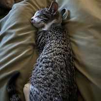 Thumbnail photo of Thunder #3