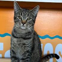 Thumbnail photo of Sprinter #4