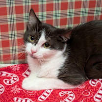 Thumbnail photo of Ember #1