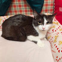 Thumbnail photo of Ember #2