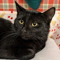 Thumbnail photo of Romeo #1