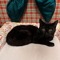 Thumbnail photo of Romeo #2