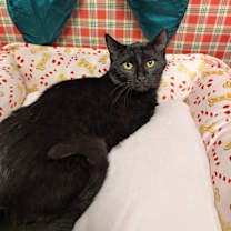 Thumbnail photo of Romeo #3