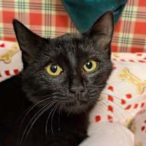 Thumbnail photo of Romeo #4