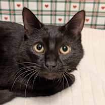 Thumbnail photo of Valentine #1