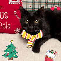 Thumbnail photo of Valentine #3