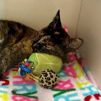 Thumbnail photo of Pumpkin #4